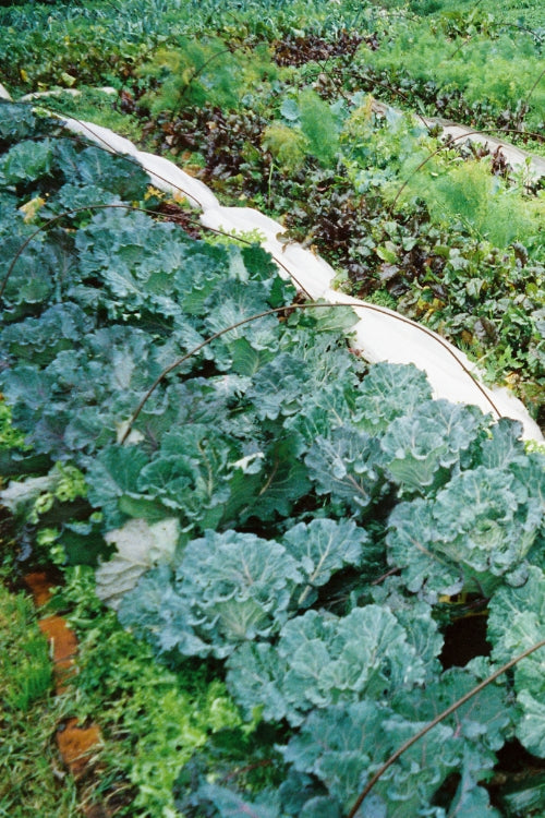 Community & Urban Garden Directory