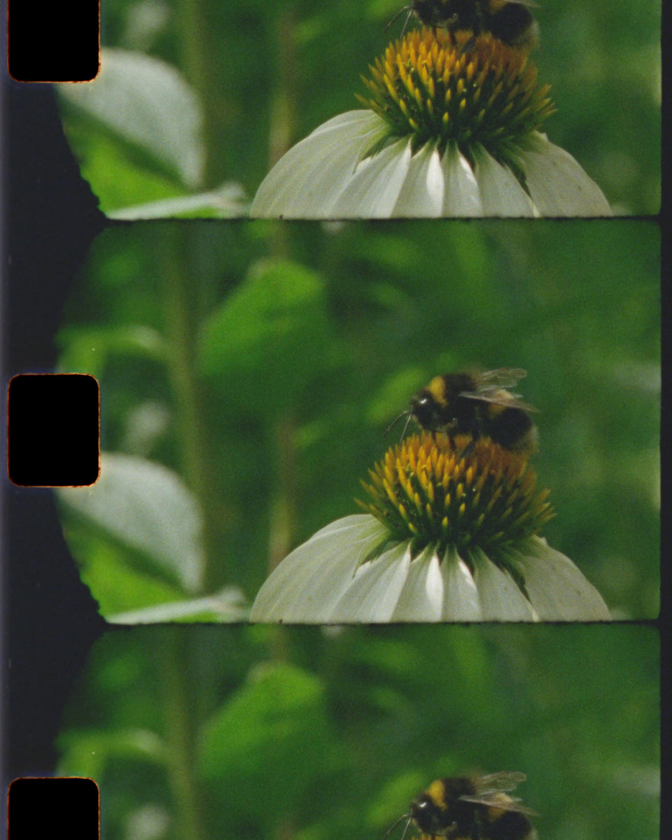 A close-up film strip of a bumblebee pollinating white coneflowers with a yellow-orange center, set against a soft green leafy background. The image has a vertical strip of black bars along the left edge.